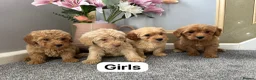Coton De Tulear dogs for sale: Coton noodles puppies ready now  - Advert 8