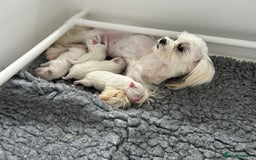 Maltese dogs for sale: Exceptional TINY Maltese pups  - Image 8