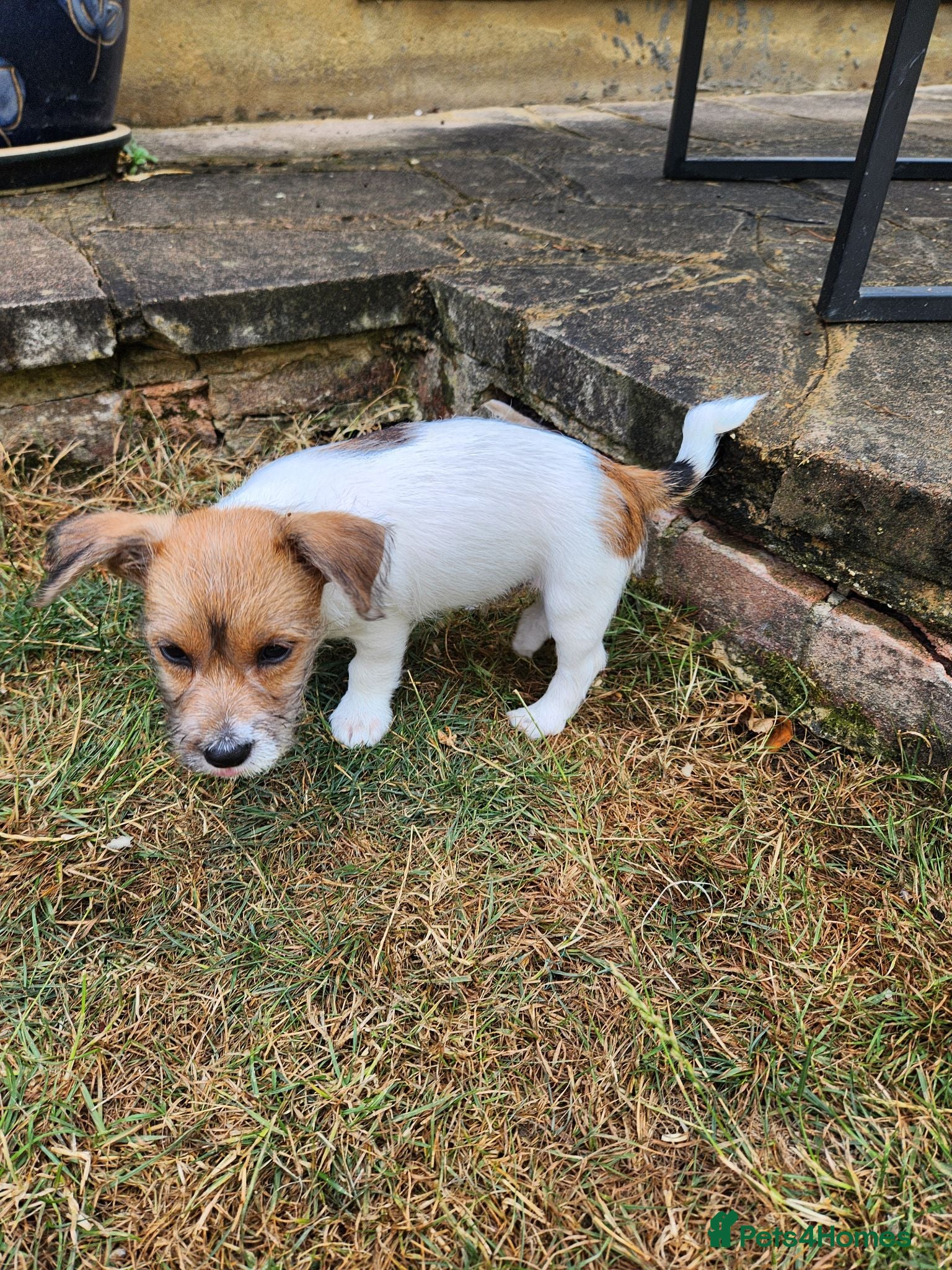 Jack Russell dogs 2 Gorgeous Jack Russell Males for sale - Advert 2