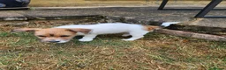 Jack Russell dogs for sale: 2 Gorgeous Jack Russell Males for sale - Advert 2