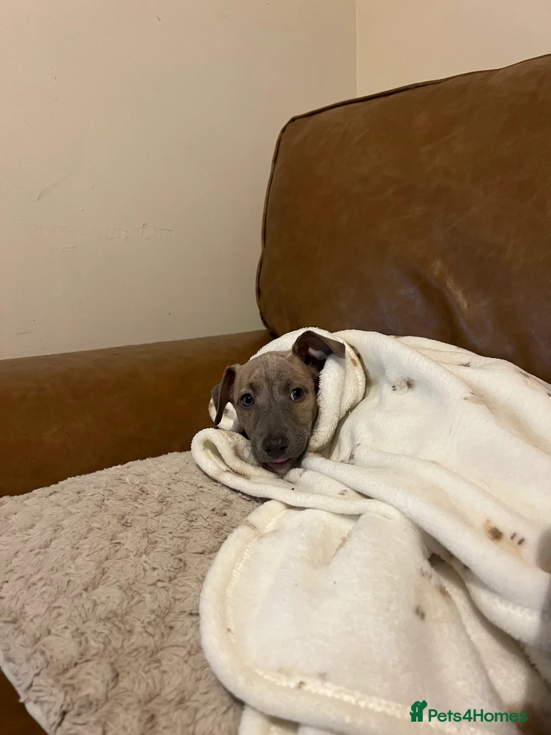 Whippet dogs for sale: KC Registered Female Whippet Puppy - Advert 2
