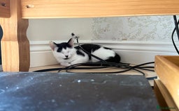 Mixed Breed cats for sale: 2 rescued kittens need a loving home!  - Image 12