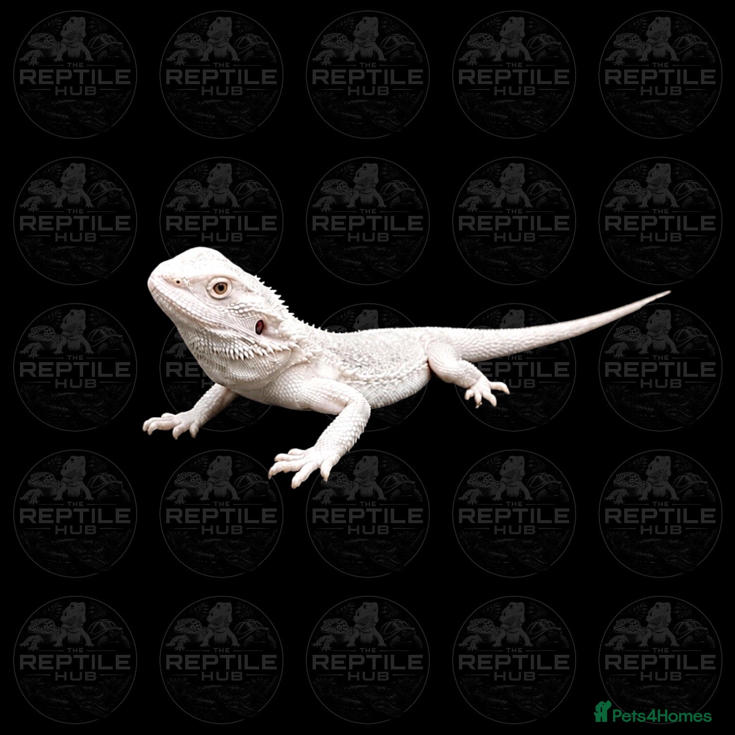 Bearded Dragon reptiles Hypo Zero Bearded Dragon - Advert 1