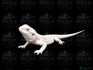 Bearded Dragon reptiles Hypo Zero Bearded Dragon - Advert 1