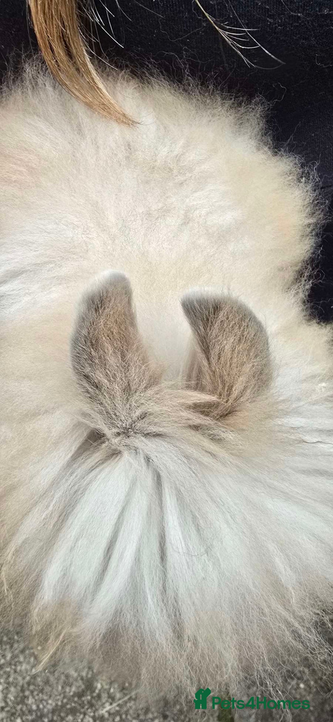 Lionhead rabbits for sale: Lion head baby male - Image 5