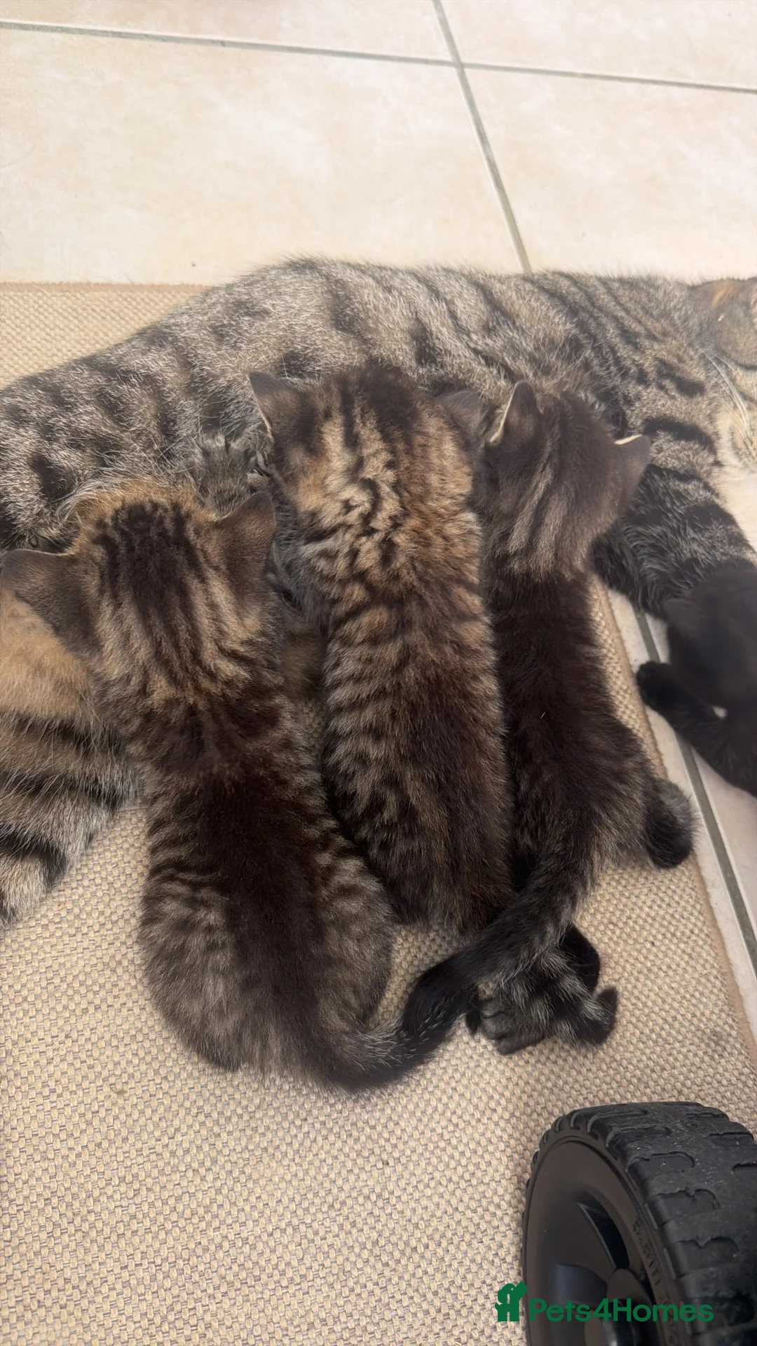 Mixed Breed cats for sale: Tabby male kittens and stunning black girl  - Advert 10