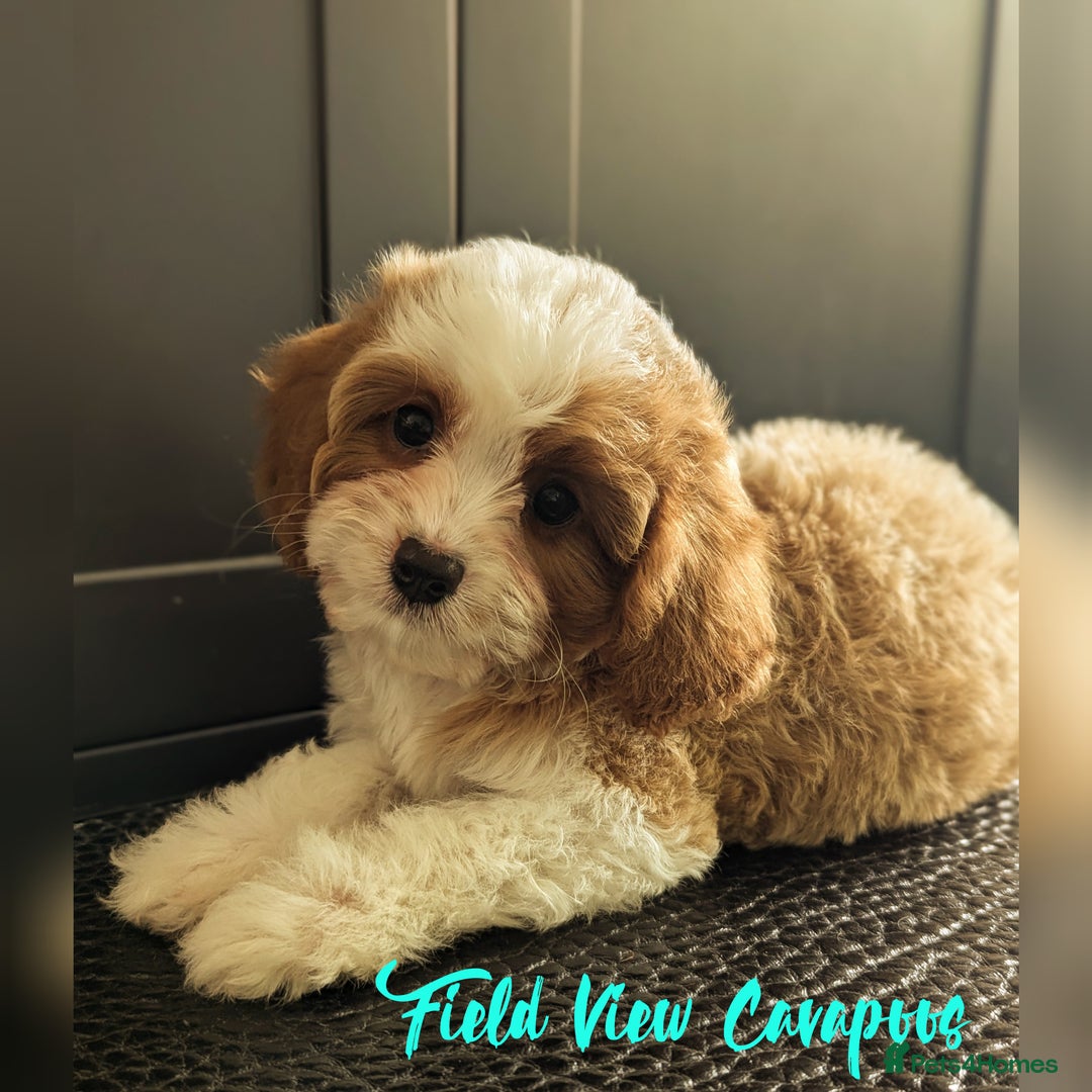 Cavapoo dogs for sale: F1 Extensively health tested Cavapoo puppies  - Advert 19