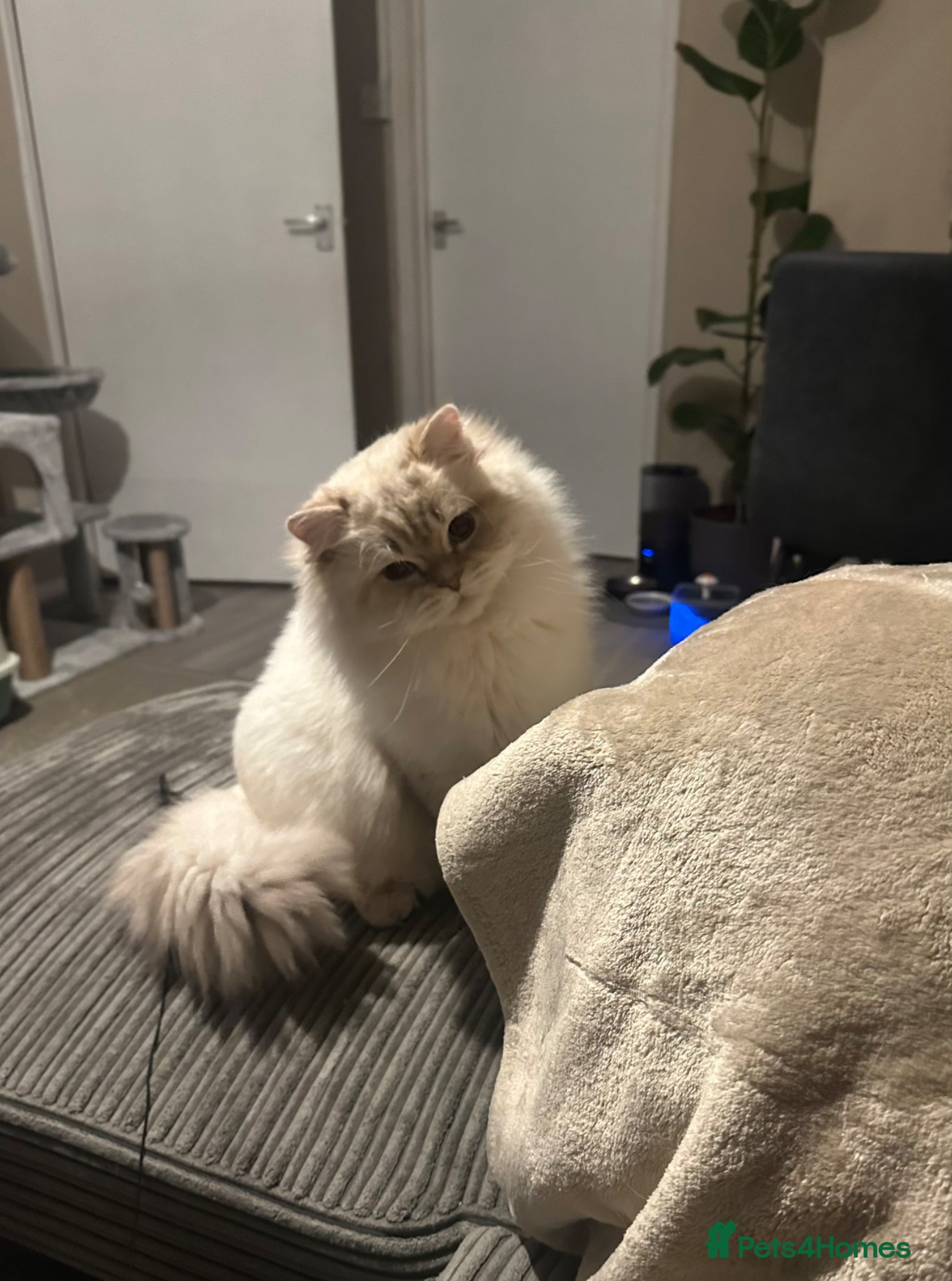 British Longhair cats for sale: British Long Hair - Advert 5