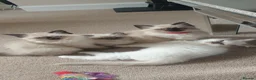 Ragdoll cats for sale: 1 girl left. fully vaccinated Ragdoll  - Advert 11
