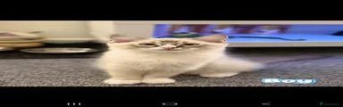 Ragdoll 1