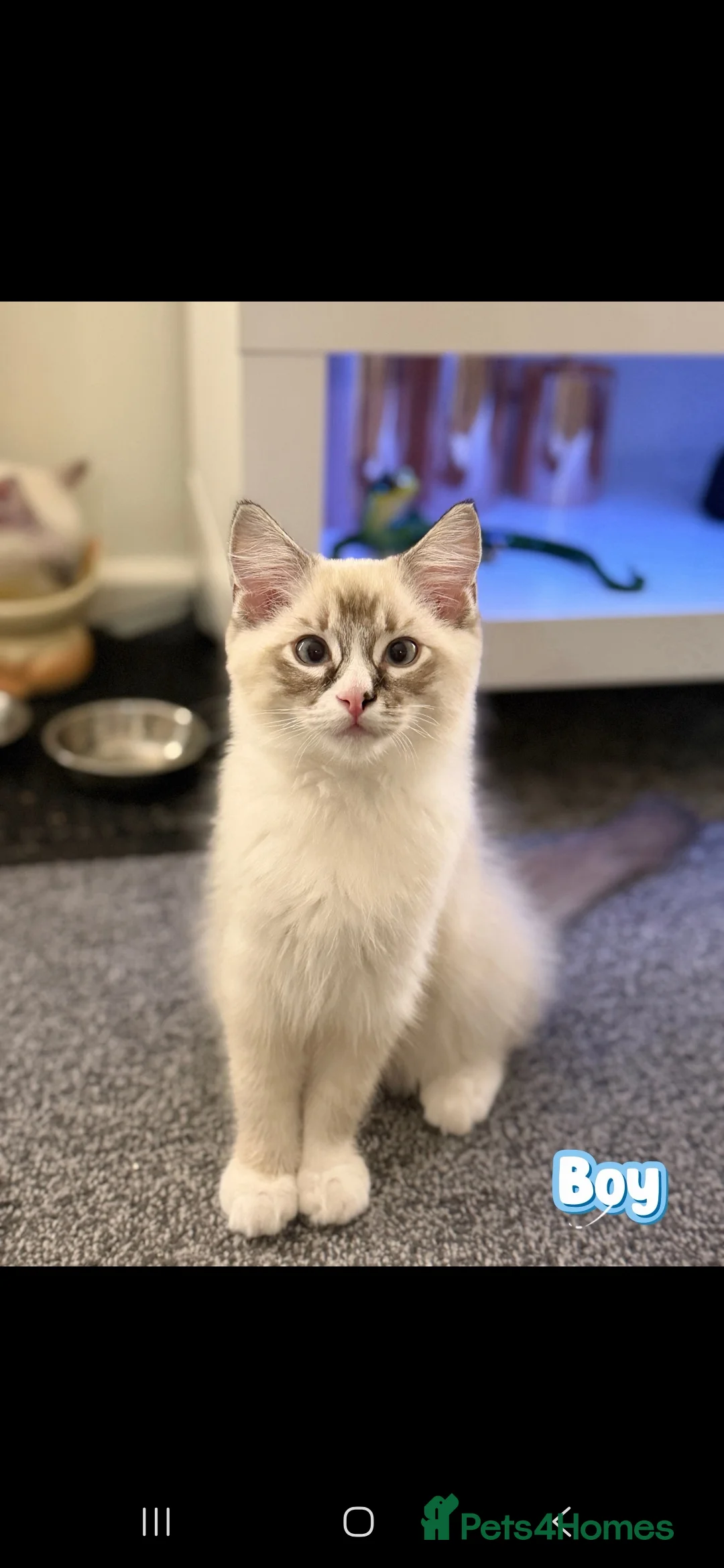 Ragdoll cats for sale: Ragdoll kittens - Advert 7