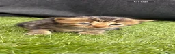 Mixed Breed cats for sale: 5 adorable kittens - Advert 5