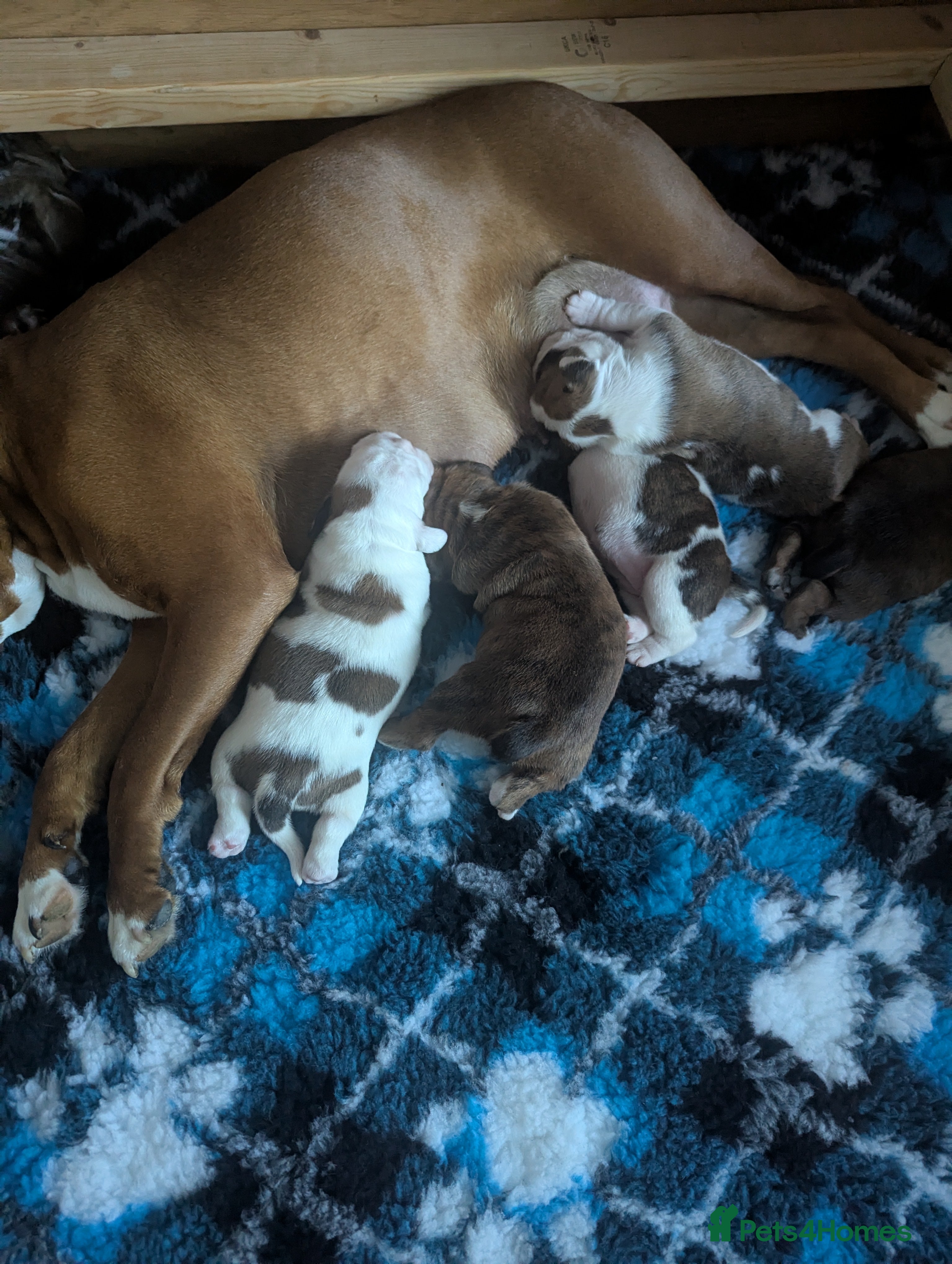 Boxer dogs Boxer puppy - Advert 1