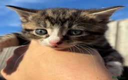 Mixed Breed cats for sale: 5 Gorgeous kittens available now - Image 14