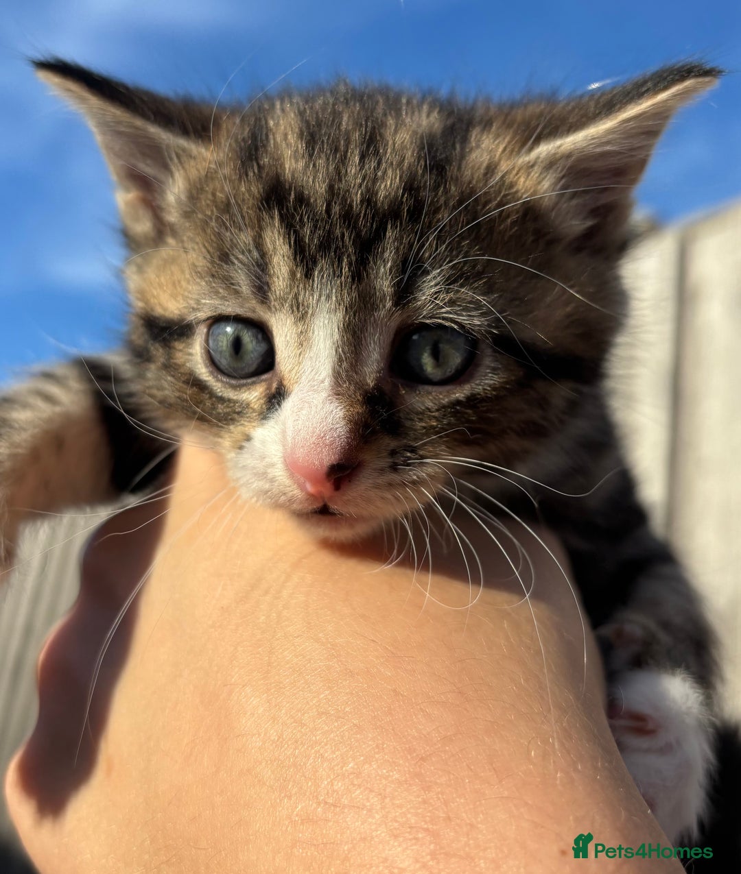 Mixed Breed cats for sale: 5 Gorgeous kittens available now - Image 14
