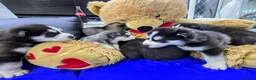 Shepsky dogs for sale: The new generation has arrived 🙌  - Advert 11