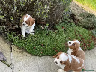 Cavalier King Charles Spaniel dogs HEALTH CHECKED PUPPIES READY NOW - Advert 1
