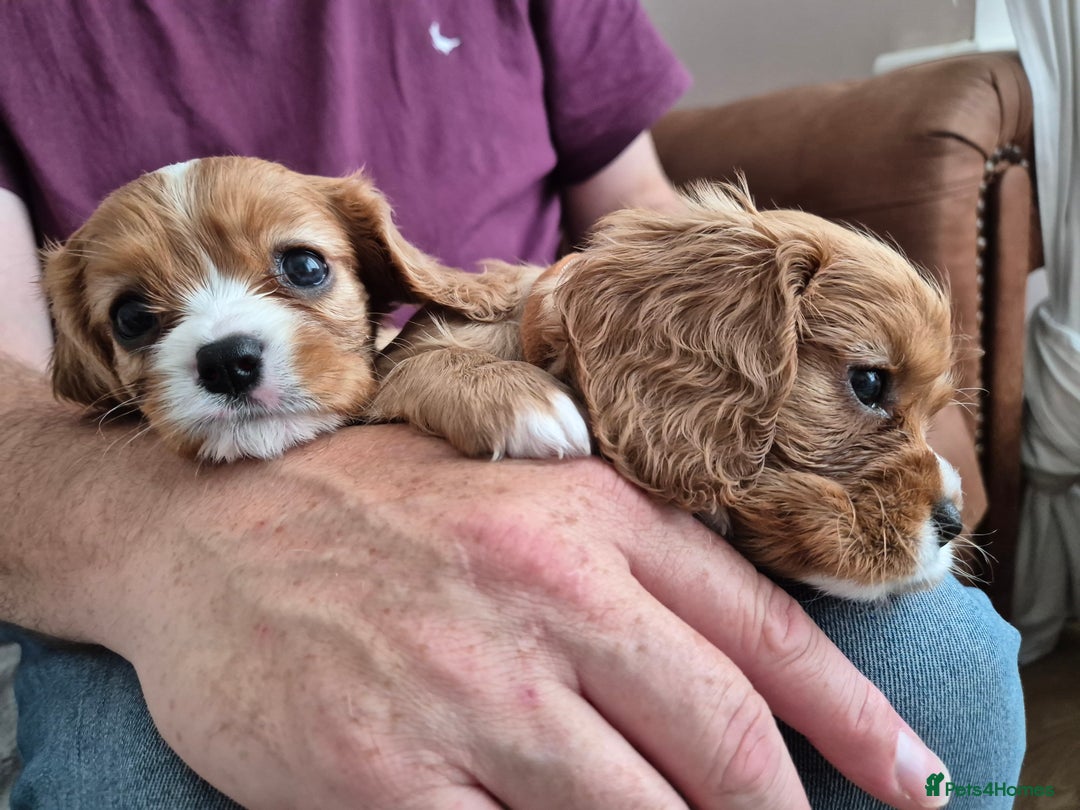 Cavalier King Charles Spaniel dogs for sale: King charles cavalier puppies - Image 2