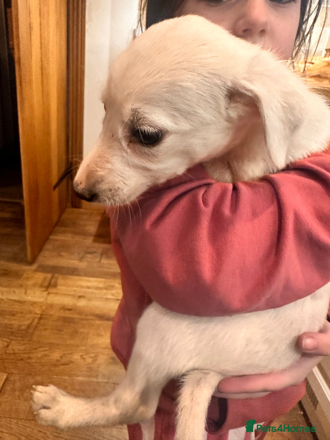 Lurcher dogs for sale: 1 LEFT - ready 7/12 Beautiful lurcher puppies  - Advert 3