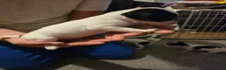 Jack Russell dogs for sale: Jack Russell  puppys   - Advert 2
