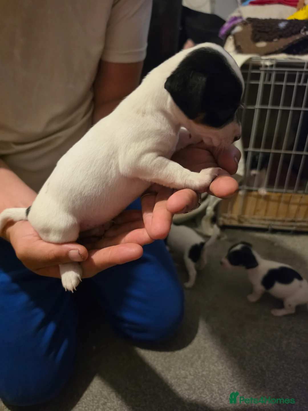 Jack Russell dogs for sale: Jack Russell  puppys   - Advert 2