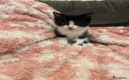 Mixed Breed cats for sale: 5 beautiful kittens looking for forever home  - Image 10