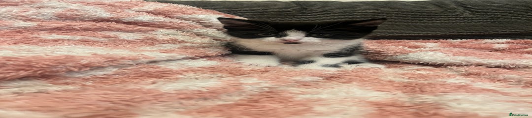 Mixed Breed Kitten 5