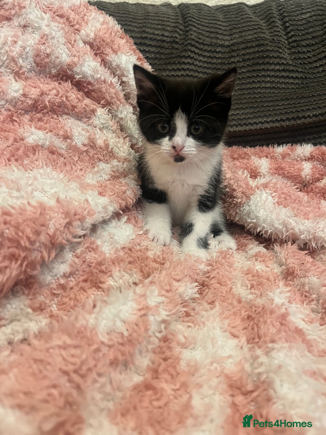 Mixed Breed cats for sale: 5 beautiful kittens looking for forever home  - Image 10