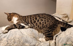 Bengal cats for sale: Bengal X Kittens High % Wild Asian Leopard Cat.  - Image 9