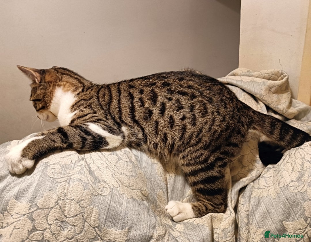 Bengal cats for sale: Bengal X Kittens High % Wild Asian Leopard Cat.  - Image 9