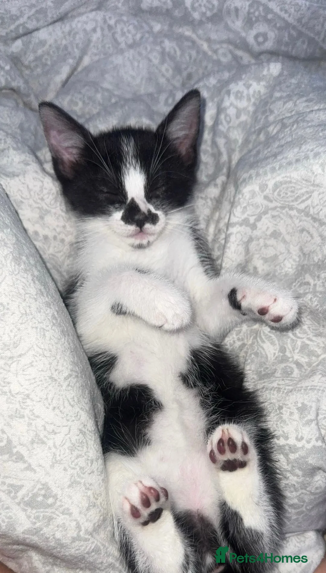 Domestic Shorthair cats for sale: Beautiful black and white kitten - Advert 1