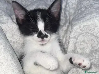 Domestic Shorthair cats Beautiful black and white kitten - Advert 11