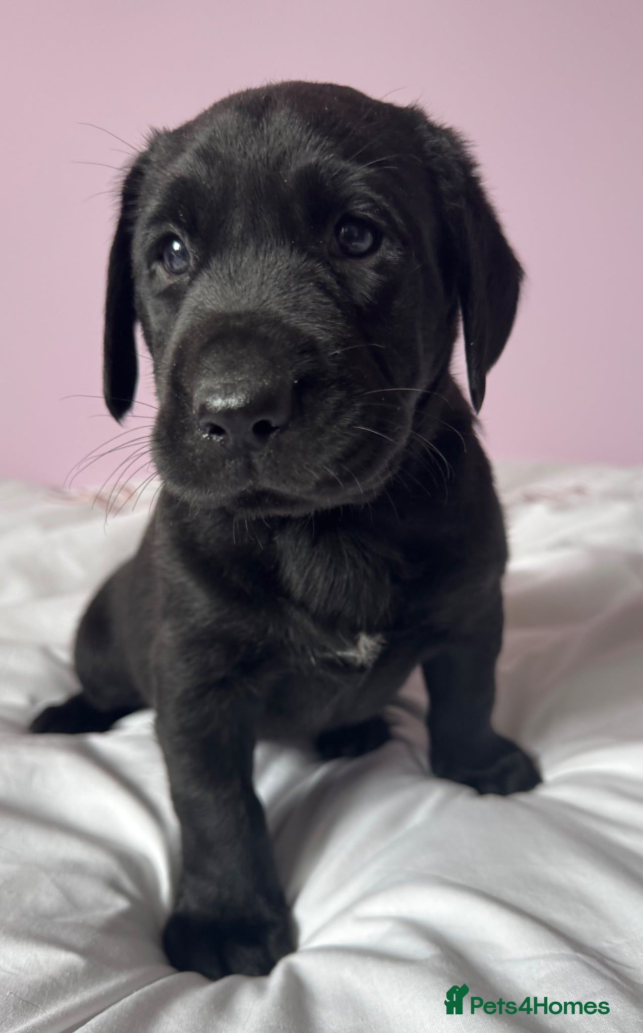 Labrador Retriever Puppy 2