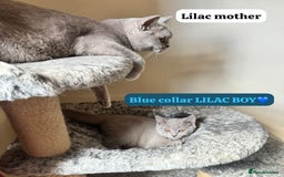 British Shorthair cats for sale: REDUCED Lilac & Blue British Shorthairs! - Image 4