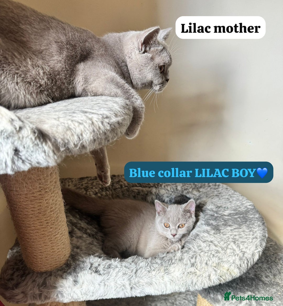British Shorthair cats for sale: REDUCED Lilac & Blue British Shorthairs! - Image 4