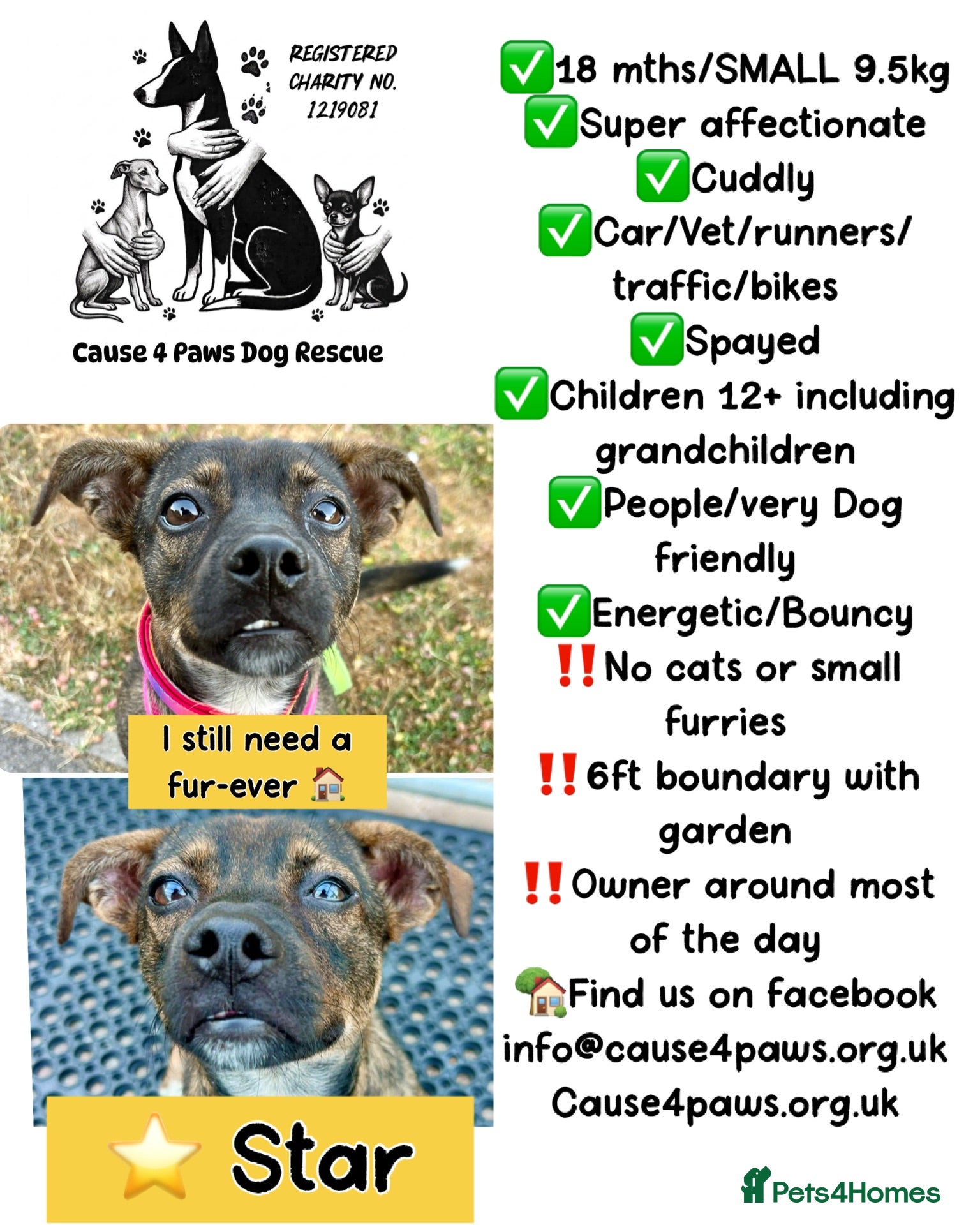 Mixed Breed dogs Star for Adoption - 18 mths old - Advert 16