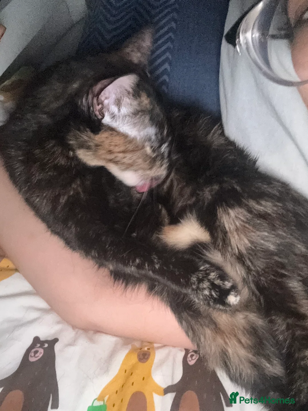 British Shorthair cats for sale: Kittens with mittens  - Advert 7