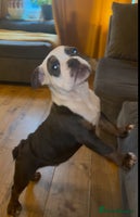 Olde English Bulldogge dogs Olde English bulldogs - Advert 5