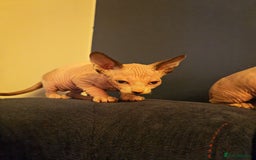 Sphynx cats for sale: Beautiful Pure Sphynx Kittens – Ready Now! - Image 14