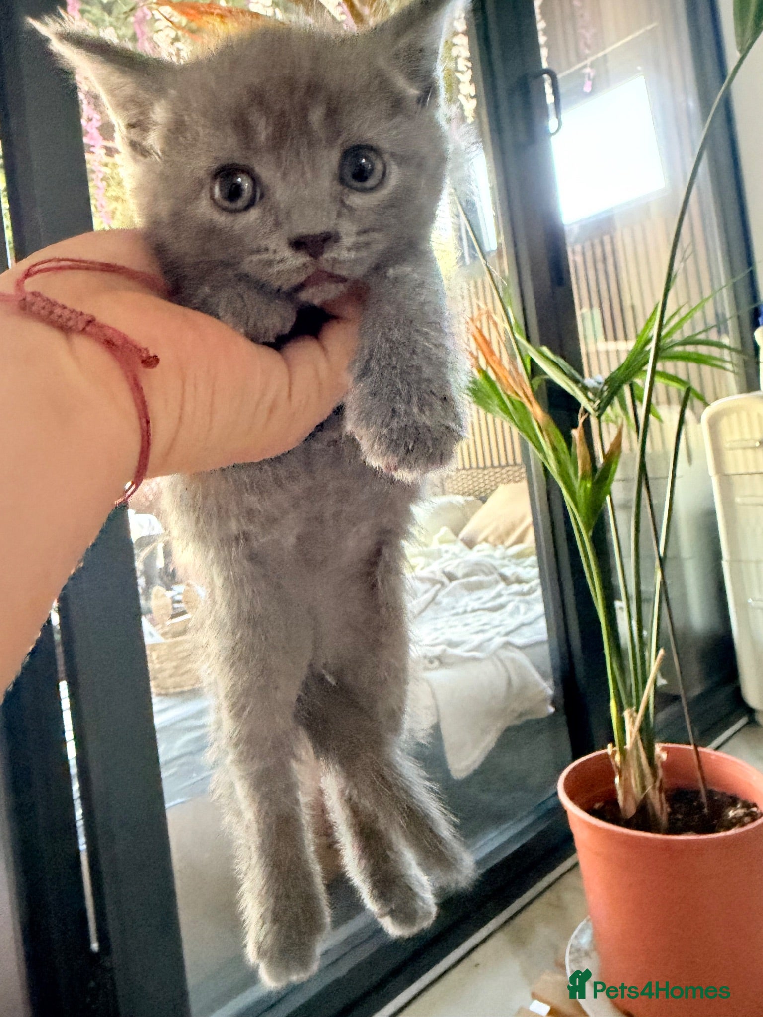 British Shorthair cats British Shorthair Kittens – 8 Weeks Old – £580  - Advert 2