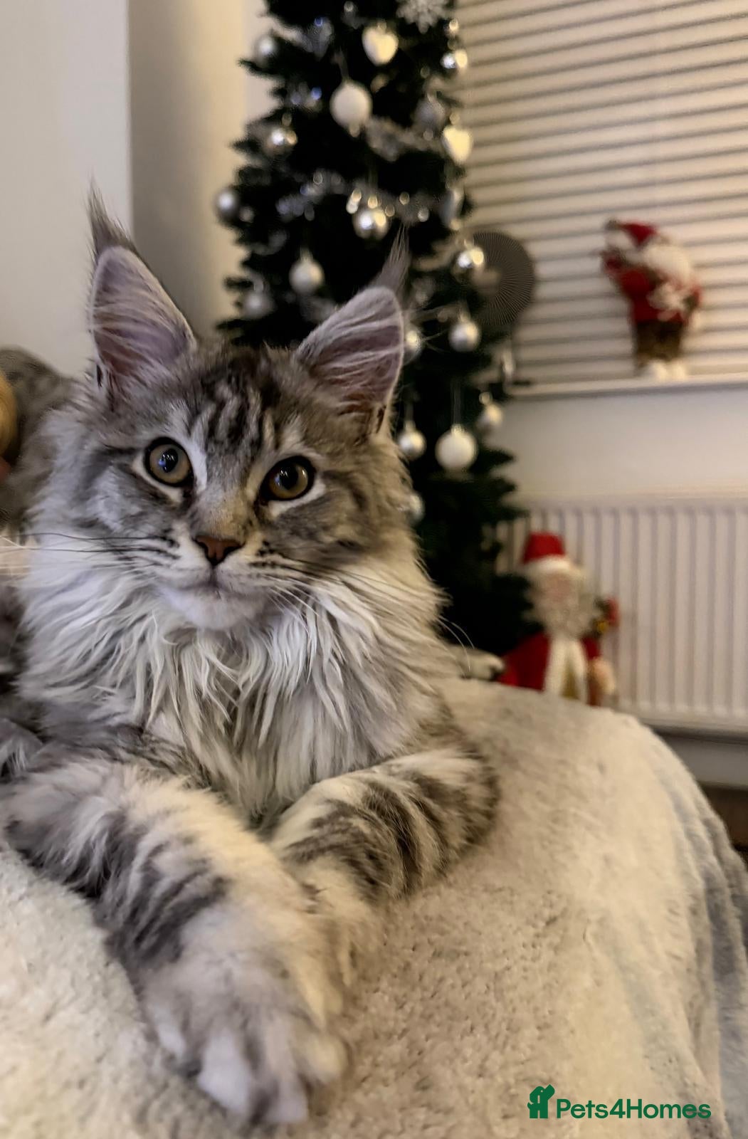 Maine Coon cats Stunning ACTIVE GCCF & TICA Registered Maine Coon - Advert 13