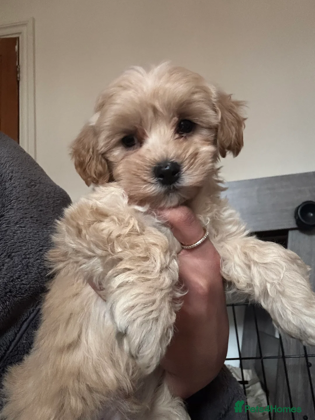 Mixed Breed dogs for sale: 4 beautiful cavapoochon puppies ready  - Advert 5