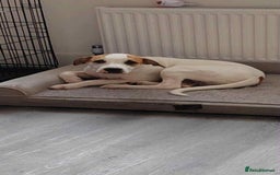 American Bulldog dogs for sale: 7 month old full breed American Bulldog - Image 5