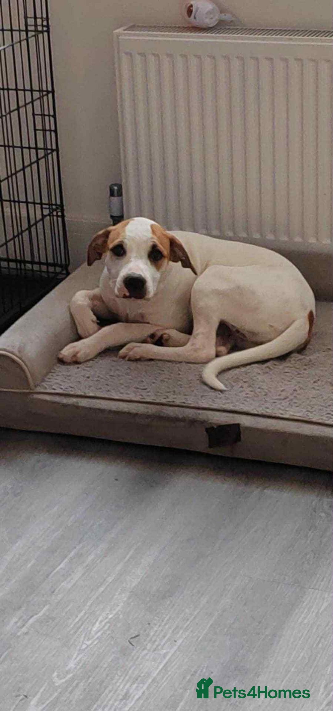 American Bulldog dogs for sale: 7 month old full breed American Bulldog - Image 5