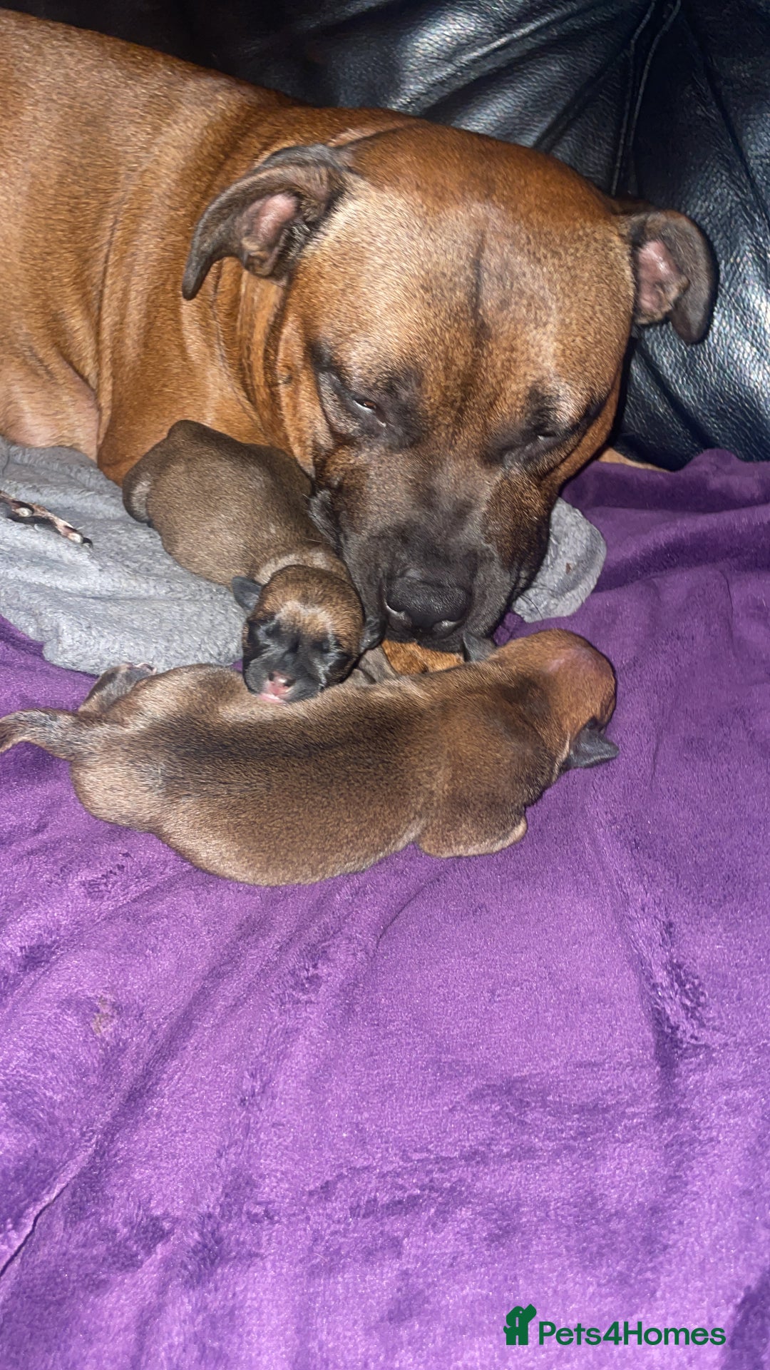 Staffordshire Bull Terrier dogs for sale: Beautiful chunky red staffys  - Advert 6