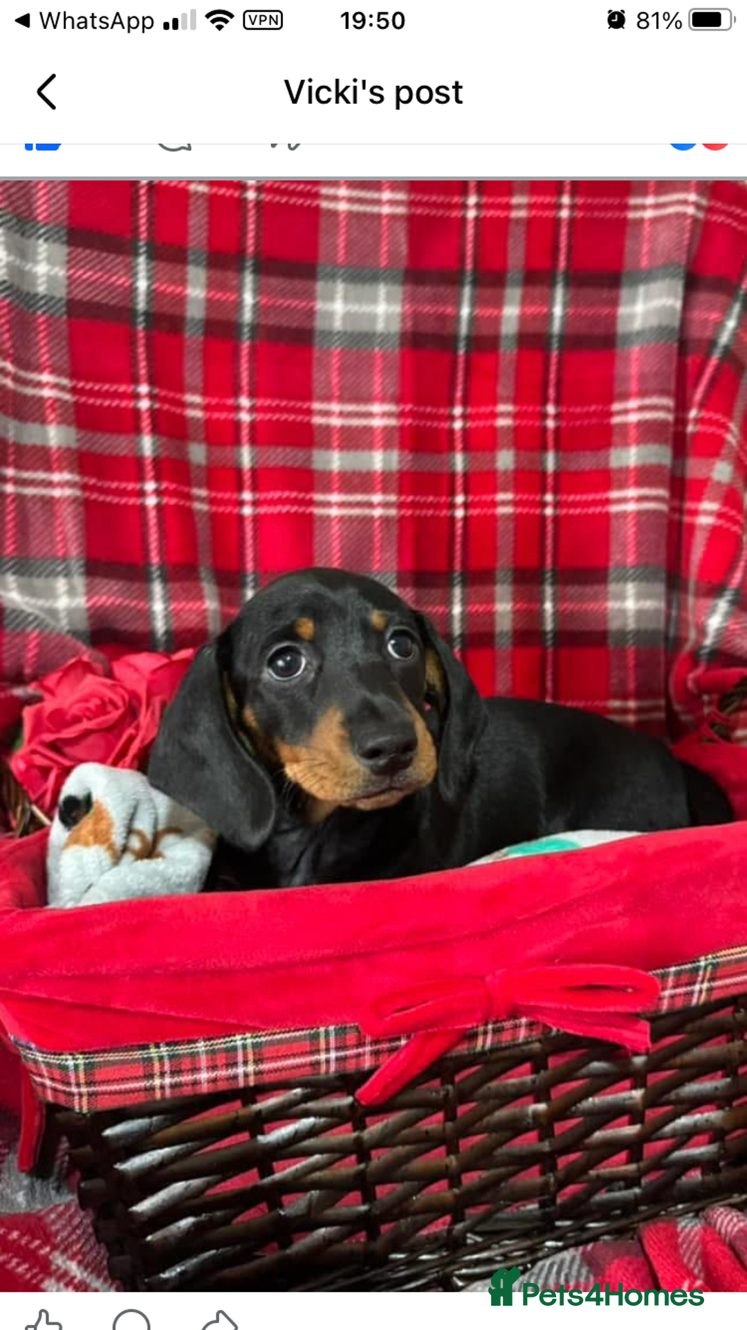 Dachshund dogs for sale: Male Dachshund 😘 xx ready for a new home  - Advert 4