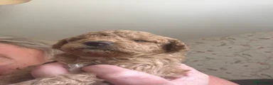 Mixed Breed 2 Goldie