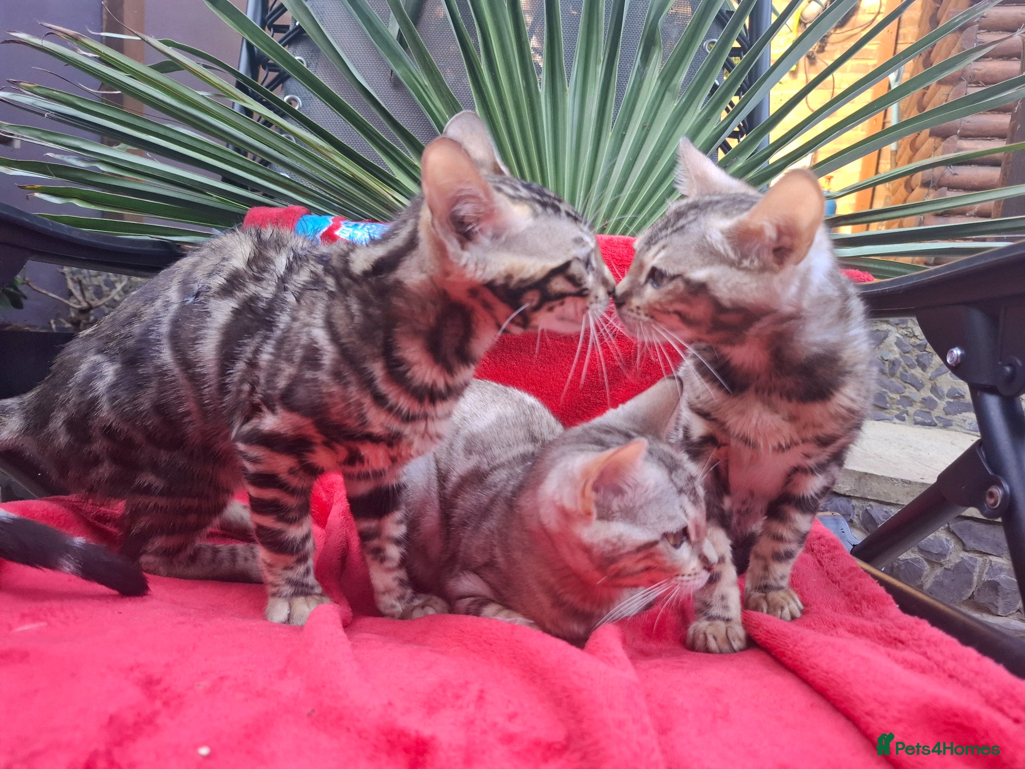 Bengal cats Show Quality Bengal Kittens – 5★ Licensed Cattery - Advert 2