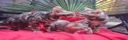Bengal cats for sale: Show Quality Bengal Kittens – 5★ Licensed Cattery - Advert 5