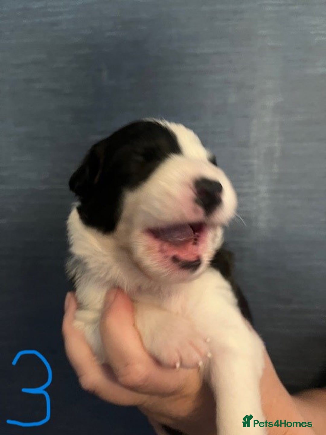 Border Collie dogs for sale: Border Collie Puppies - Image 8